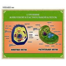 Стенд для кабинета биологии-014